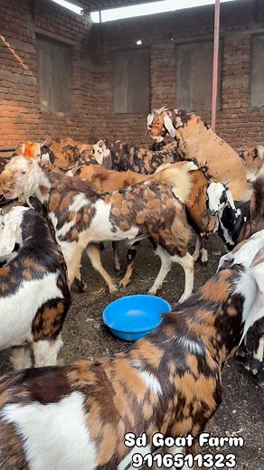 Sd Goat Farm #9116511323 . . . . . . . . . . #bakramandi #bakraeid2025❤️😍🥰 #bakraeid #9116511323 #sirohi #bakripalan #farming #bakra #राजस्थान_का_सबसे_बड़ा_goat_फार्म #insta #viralreels❤️ #viralvideos #viralvideo #viralpost #vintage #video #viralreels #vida #trend #trendy #insta #instapic #instamood #instafit #instagram | Sd Goat Farm