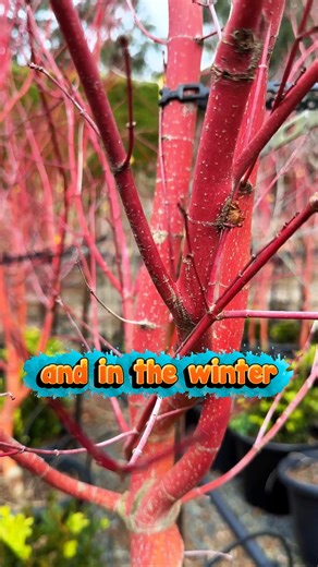 🍁✨ The stunning Senkaki Maple (Coral Bark Maple) shines in every season! From fiery autumn leaves to its striking coral-red bark in winter, it’s a true year-round showstopper. 🌿 Bring this beauty home today 👉 Shop Now: https://www.thetutuguru.com.au/shop/senkaki-coral-bark-maple/ #HelloHelloPlants #SenkakiMaple #JapaneseMaple #GardenInspiration #SeasonalBeauty #MapleMagic #PlantsOfInstagram #GardenLove #AustralianGardening | Hello Hello Plants & Garden Supplies