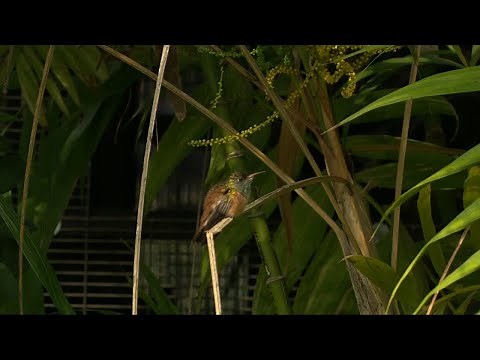 Inside look at the San Diego Zoo's new Hummingbird Habitat