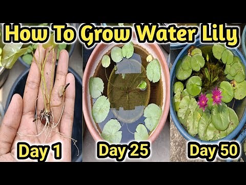 How To Grow Water Lily Bulb At Home || Complete Method To Grow Water Lily