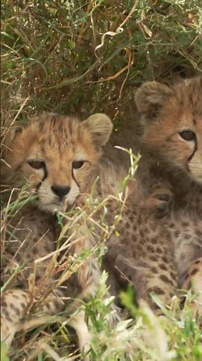 Baby cheetah cubs in the wild | African Safari