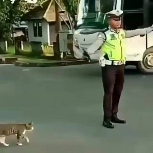1.6K views · 104 reactions | Cat crossed the road safely ❤️ | Animals | Facebook