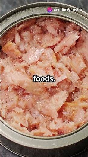 Why Canned Tuna Isn’t a Safe Diet for Your Cat 🐱 | Risks You Need to Know!