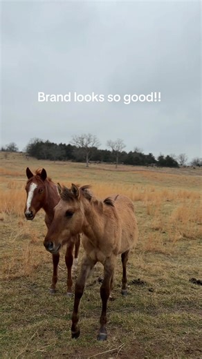 Super models #RPM #foal #rpm #horse