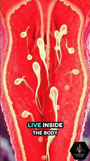 Can You Get Pregnant During Your Period? The Truth Explained#PregnancyFacts #PeriodMyths #Ovulation