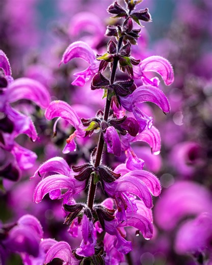 Salvia × sylvestris 'Moulin Rouge' (Fashionista Series) bare roots | Buy bi-coloured sage online at Farmer Gracy UK