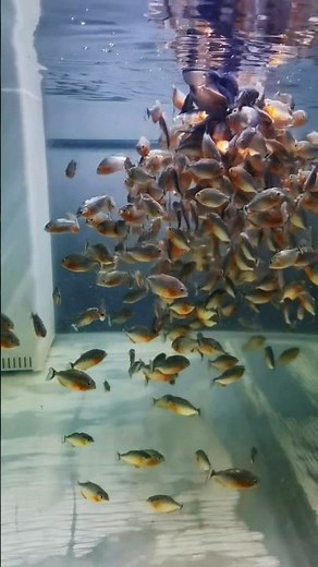 100+ Piranhas Swarm a Toad – Insane Feeding Frenzy!