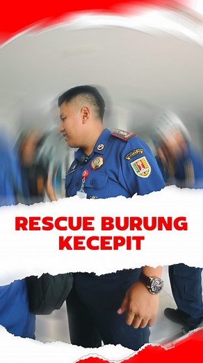 Rescue burung emprit kecepit | Ade Bhakti