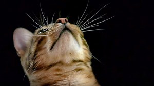 How do cats use their whiskers?