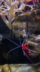 💬 If you could design your dream marine tank, what fish and corals would you choose?