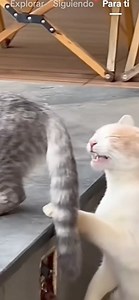 Esta potente la sardina jajaajaja | Reg Music