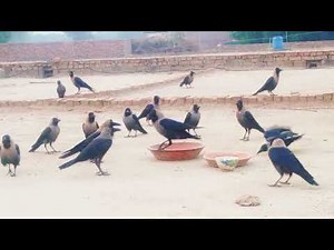 Crows Eating and Flying on Rooftop | Natural Crow Sounds | Peaceful Bird Video