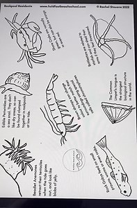 The Rockpool Explorer's Guide - A4 Printable Beach Identification, Coast & Nature Study - Sea, Ocean, Tide Pooltide Pools - Etsy Canada