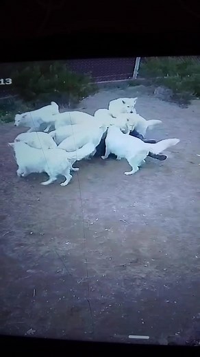 Caer para levantarse 🤣🤣🤣 #dog #Viral #fyp #fypシ #whiteswissshepherd #pastorblancosuizo #mountain #montaña #tiktokdog #funnydog #mendoza #landscape #perrostiktokers #puppy #puppylove #cachorros #naturaleza #aventura #capcutmotivacional #funnymoments #crazydog #funnyvideos