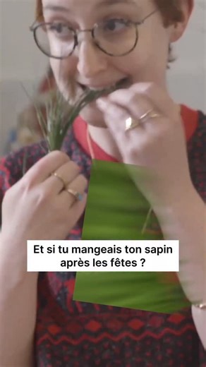 Mathilde et Idir | Cueilleuse et cueilleur passionnés on Instagram: "Le romarin remplace le sapin ! Le sapin... ’épicéa, peu importe l’espèce exacte. Bien que ces résineux soient également comestibles et vivaces, on leur prête beaucoup moins d’attention en cuisine et en propriétés médicinales. Comme ils sont le plus souvent coupés sur bûche, ils sont de toute façon condamnés à mourir… Le romarin, lui, peut vivre plusieurs décennies dans de bonnes conditions. Il ne demande quasiment aucun entreti