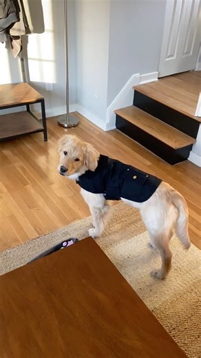 That vest hits way too hard on a golden retriever 🔥 #dog #shorts