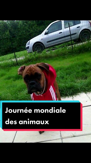 #chien #bobox #boxerdog #boxerchien #dog #boxer #amour #drole #funny#renaud