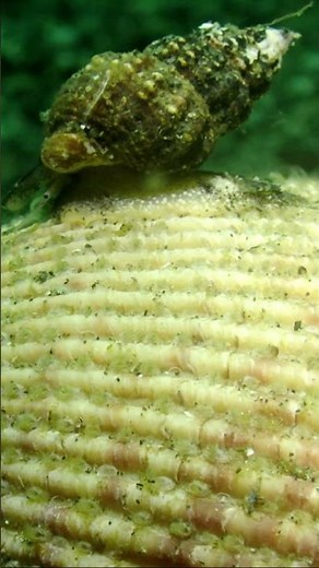 Tiny Snail On A Clam Shell | Salish Sea Marine Wildlife | #Shorts