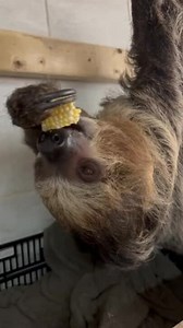 Sloth Speedily Snacks on Corncob at Cincinnati Zoo