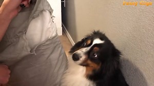 Ultimate animal fails -2018- | Videb - Amazing and Crazy videos