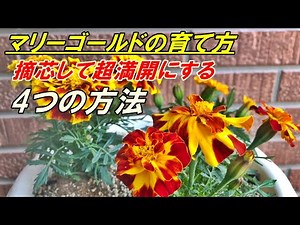 [Flowers] How to Grow and Pinch Marigolds