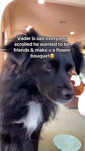 1.1M views · 10K reactions | sweet puppy boy made a flower bouquet what do you think cute or not  ❤️ ? #cutepuppy #explorepage #cutebaby #doglover #foryoupageシ #dogsofinstagram #doglife #funnydogsofinstagram #puppydogs #instapuppy #dog #cutepets #petsofinstagram #dogclothes #cutepuppyvideos | Vaderthebordercollie | Facebook