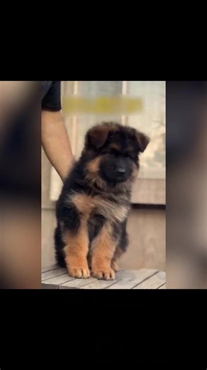 # bé cún becgie đức nhập học tại trường cảnh s,a,t..