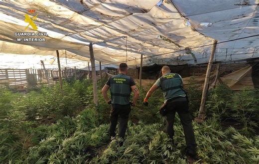 Desmantelado en El Ejido un centro de producción de marihuana con 1.300 plantas | Ideal