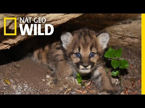 Four Mountain Lion Cubs Curled Up In Their Den | Nat Geo Wild