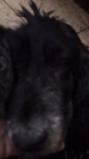 shyamala1971 on TikTok