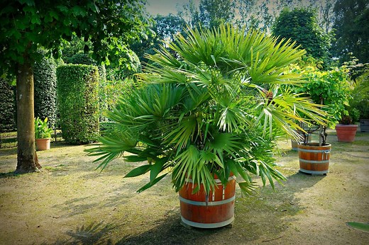 Robellini Palm Care Guide - Covering the Best Tips - Evergreen Seeds