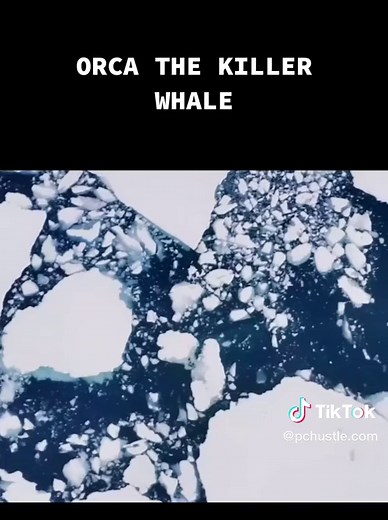 Exploring the World of Orcas: The Mighty Killer Whales