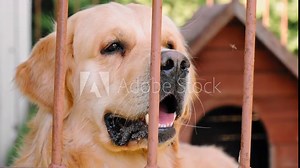 The golden retriever dog looking at camera barking in pen. Voice command. Protection of private property. Pet outdoors. Domestic animal. In a cage. Behind bars. Homeless animals. Catching stray dogs.