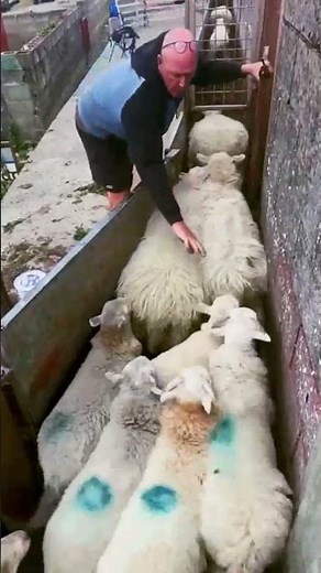 The process of sorting sheep sizes. Clever ways to be more productive