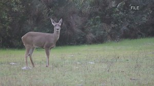 Driving safety tips during deer season