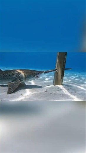 Does this type of shark attack humans?