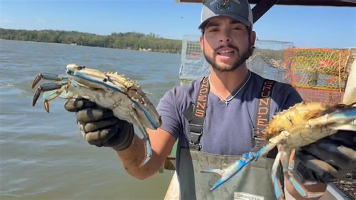 Beautiful large males | Decatur's Crabs