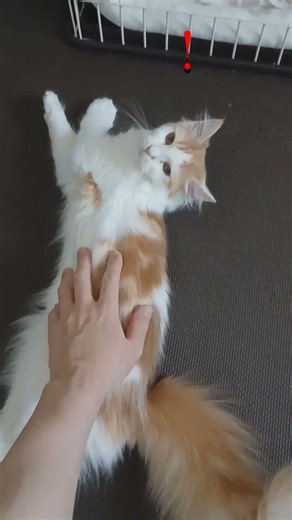 実は猫ってこんなに長いの #ネコ #猫 #サイベリアン #子ネコ #猫背