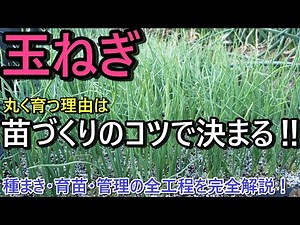 【玉ねぎ栽培】失敗しない種まきから収穫まで｜玉ねぎが丸く育つ理由｜種まき・育苗・管理の全工程を完全解説！