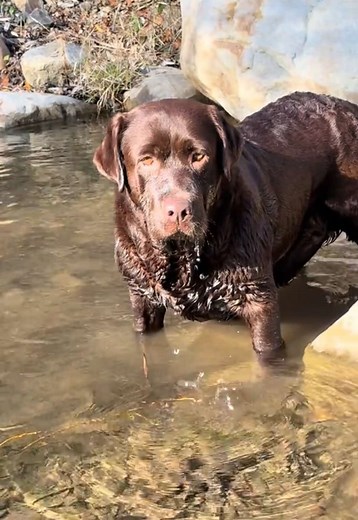 Peaceful Snorkeling with Labrador Retrievers