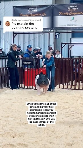 Part 1 of explaining hog showmanship and how the judge places! #showpigs #livestockshow | Dadson Farms