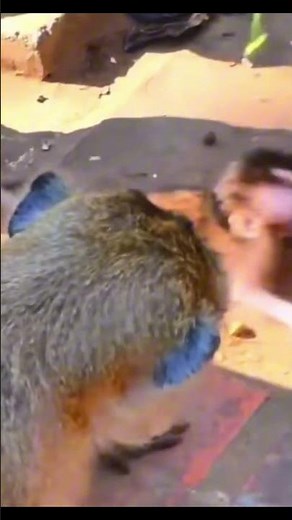 Monkey species: Oh no, the little monkey has accidentally run into a grumpy mother monkey!