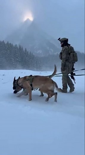 Special Forces K9 Unit Locates & Evacuates Casualty in Blizzard ❄️