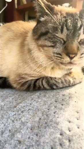心地良い風の中爆睡するウチの猫#ねこ
