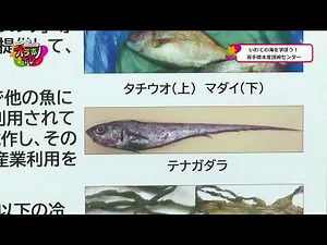 いわての海を研究！岩手県水産技術センター