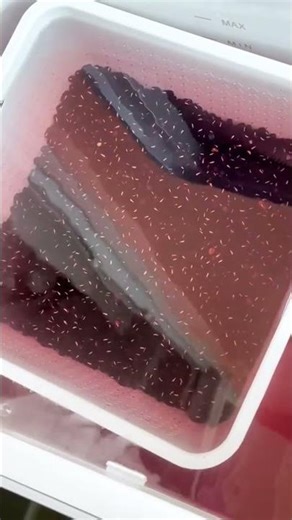 How to Wash Beans Properly - Removing Dirt and Pesticides