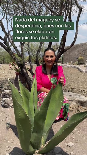 Erika Rodríguez (@erika_imparable) - Maguey: Planta Mexicana y sus Propiedades Medicinales