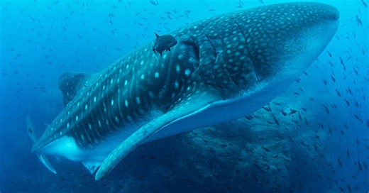 Omnifest returns to the Science Museum of MN, with 5 movies showcasing nature's beauty