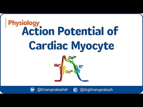 2. Ventricular Myocyte Action Potential ❤️⚡ USMLE Step 1 Physiology