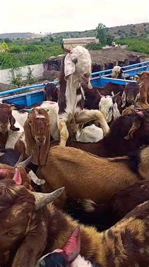 Funny Goats Jumping Challenge 😂 | Animal Fun Moments#short #goat #animals